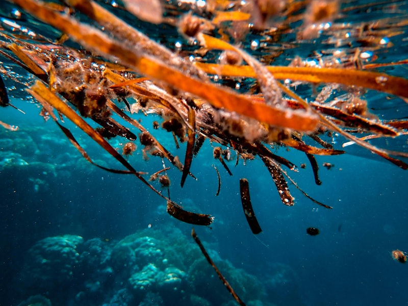 seaweed plastic