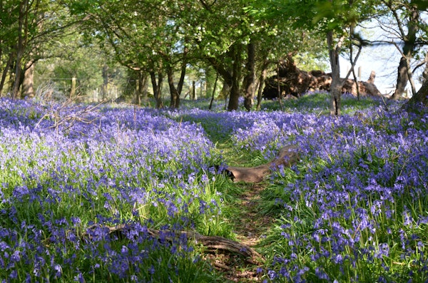 British bluebells