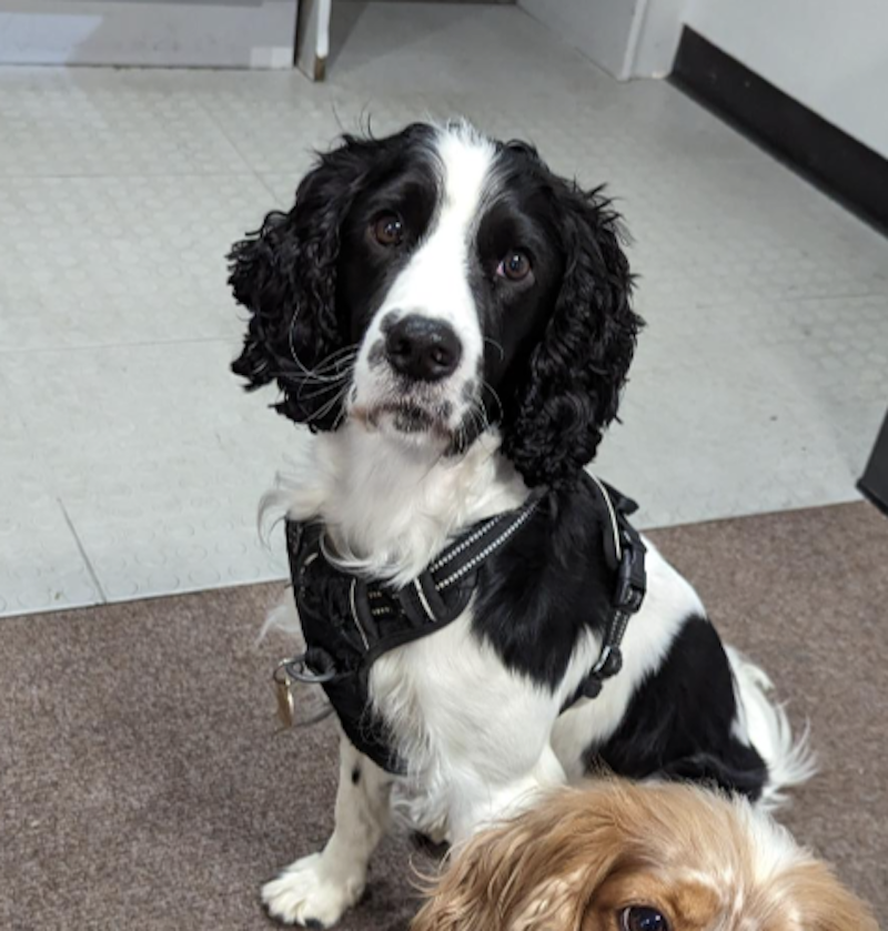 commercial waste office dog