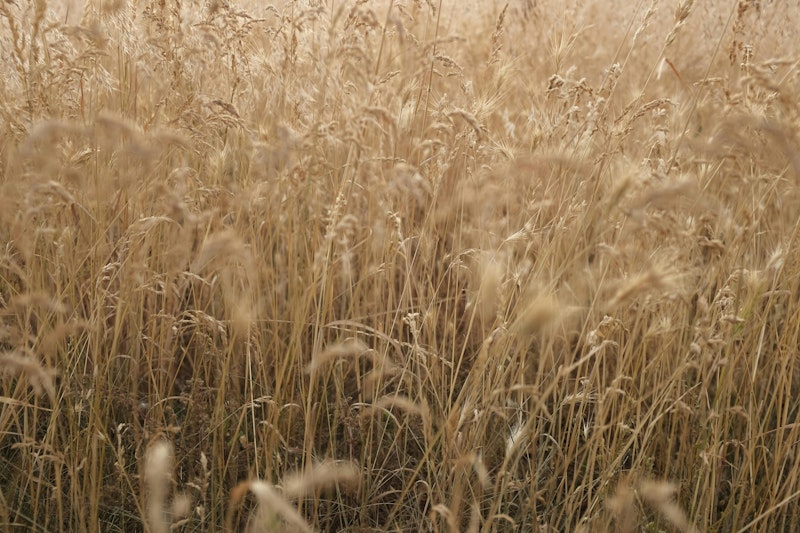 Biomass Crops