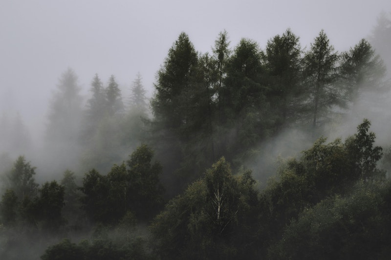 Paper Trees