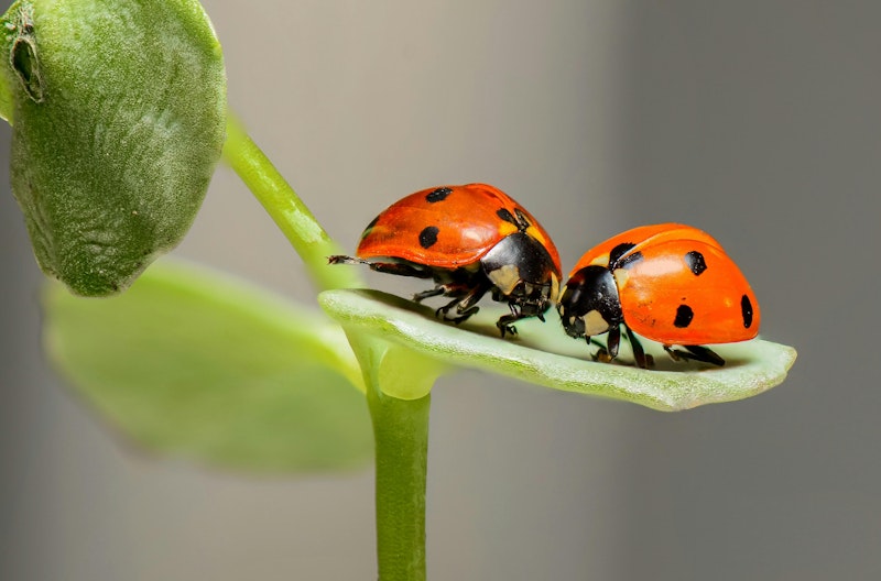insect