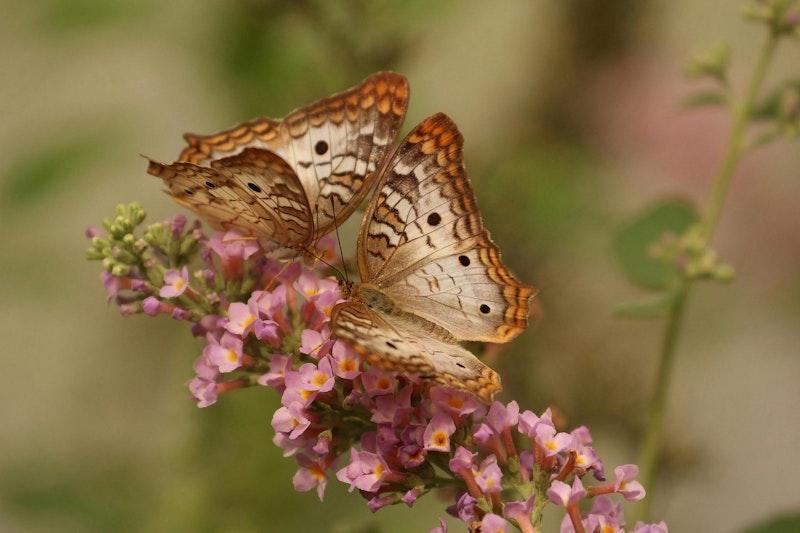 insects